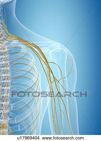 Stock Illustration - Shoulder nerves, artwork. Fotosearch