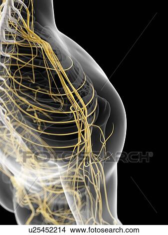 Shoulder nerves, artwork View Large Illustration Stock Illustration - Shoulder nerves, artwork. Fotosearch