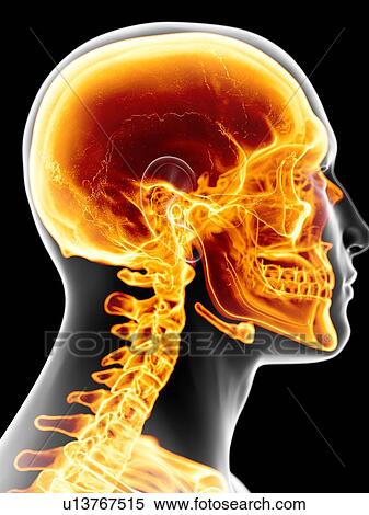 Stock Illustration - Skull and neck, artwork. Fotosearch