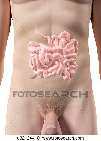 Clipart - Small intestine, artwork. Fotosearch