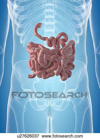 Small intestine, artwork View Large Illustration Stock Illustration - Small intestine, artwork. Fotosearch