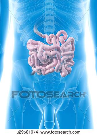 Small intestine, artwork View Large Illustration Stock Illustration - Small intestine, artwork. Fotosearch
