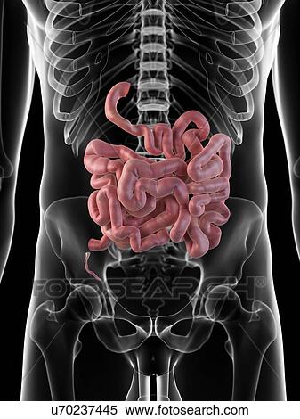 Small intestine, artwork View Large Illustration Stock Illustration - Small intestine, artwork. Fotosearch