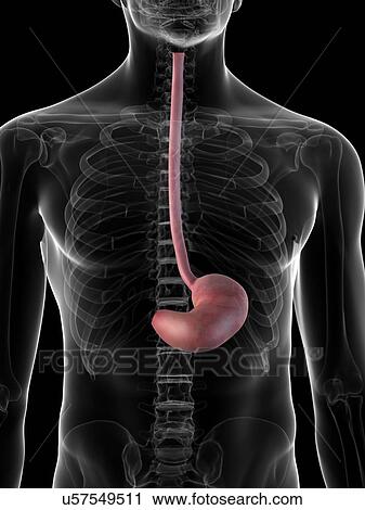 Stomach and food pipe, artwork View Large Illustration Clip Art - Stomach and food pipe, artwork. Fotosearch