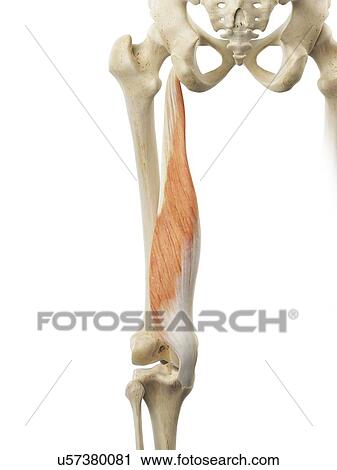 Clip Art - Thigh muscle, artwork. Fotosearch