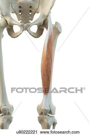 Clip Art - Thigh muscle, artwork. Fotosearch