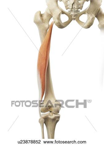 Drawing - Thigh muscle, artwork. Fotosearch