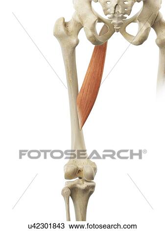 Drawing - Thigh muscle, artwork. Fotosearch