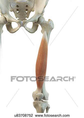 Thigh muscle, artwork Drawing | u83708752 | Fotosearch