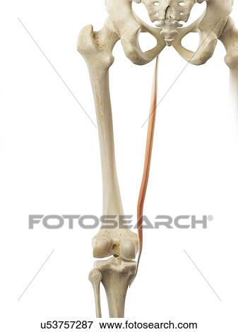 Stock Illustration - Thigh muscle, artwork. Fotosearch