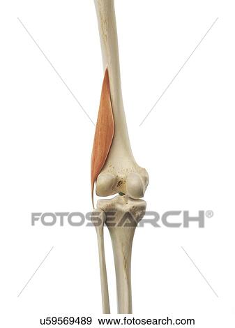 Thigh muscle, artwork View Large Illustration Stock Illustration - Thigh muscle, artwork. Fotosearch