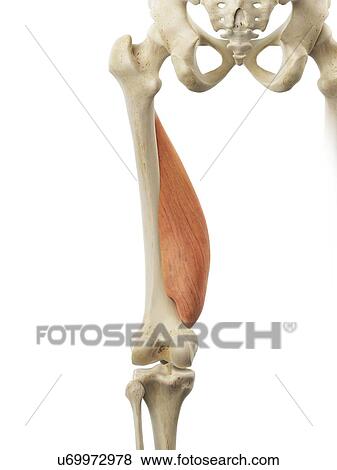 Thigh muscle, artwork View Large Illustration Stock Illustration - Thigh muscle, artwork. Fotosearch