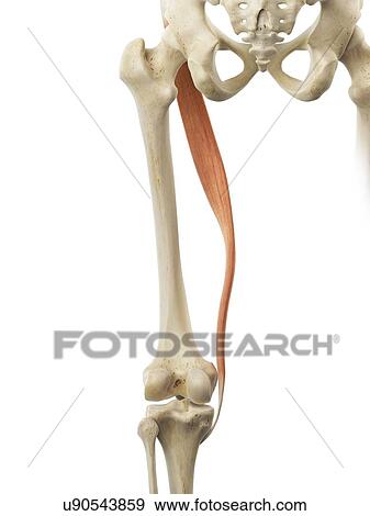 Stock Illustration - Thigh muscle, artwork. Fotosearch