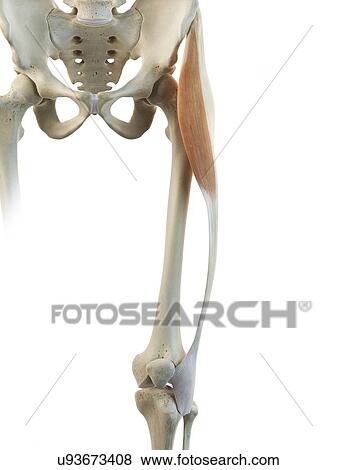 Stock Illustration - Thigh muscle, artwork. Fotosearch