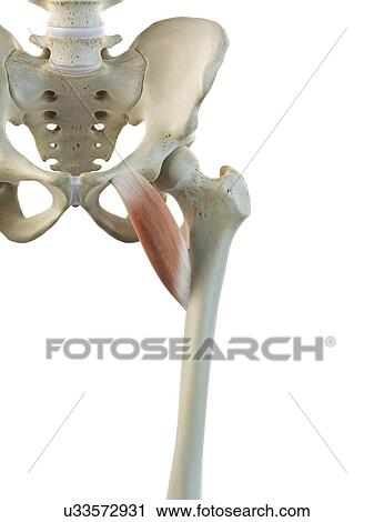 Thigh muscles, artwork View Large Illustration Clip Art - Thigh muscles, artwork. Fotosearch