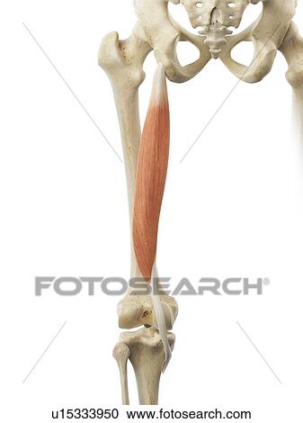 Clipart - Thigh muscles, artwork. Fotosearch