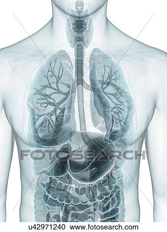 Clipart - Thoracic anatomy, artwork. Fotosearch