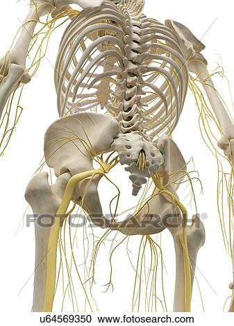 Thoracic bones and nerves, artwork View Large Illustration Clipart - Thoracic bones and nerves, artwork. Fotosearch