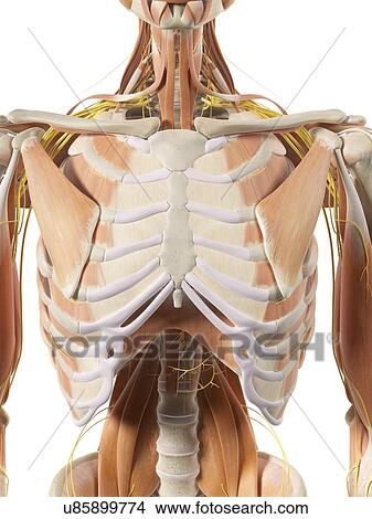 Stock Illustration - Thoracic muscles and nerves, artwork. Fotosearch