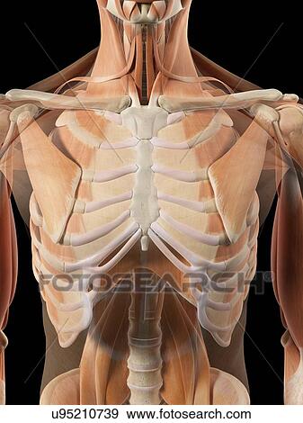 Thoracic muscles, artwork View Large Illustration Stock Illustration - Thoracic muscles, artwork. Fotosearch