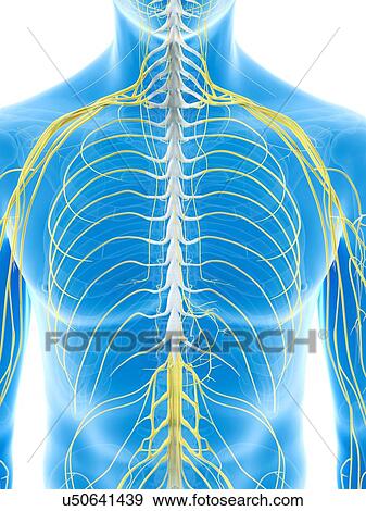 Thoracic nerves, artwork View Large Illustration Stock Illustration - Thoracic nerves, artwork. Fotosearch