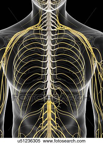 Stock Illustration - Thoracic nerves, artwork. Fotosearch