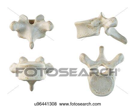 Thoracic vertebrae, artwork View Large Illustration Stock Illustration - Thoracic vertebrae, artwork. Fotosearch