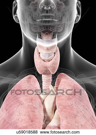 Thyroid anatomy, artwork View Large Illustration Stock Illustration - Thyroid anatomy, artwork. Fotosearch