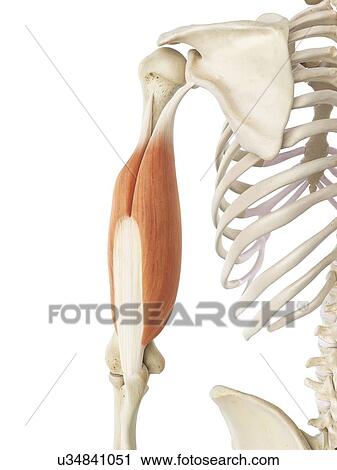 Triceps muscle, artwork View Large Illustration Clip Art - Triceps muscle, artwork. Fotosearch