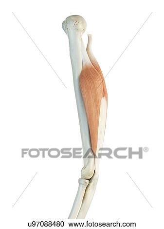 Triceps muscle, artwork View Large Illustration Clipart - Triceps muscle, artwork. Fotosearch