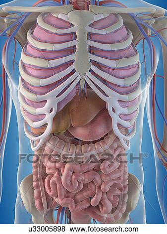 Stock Illustration of Human internal organs, artwork u33005898 - Search ...