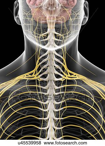 Stock Illustration of Human neck nerves, artwork u45539958 - Search EPS ...