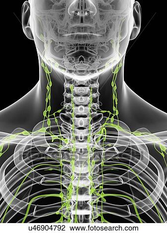 Clip Art of Lymph nodes in neck, artwork u46904792 - Search Clipart ...