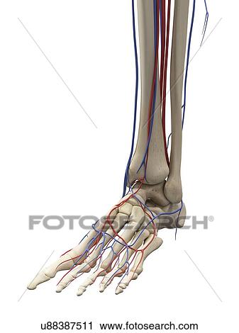 Clip Art - Vascular system, artwork. Fotosearch