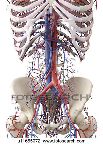 Drawing - Vascular system, artwork. Fotosearch
