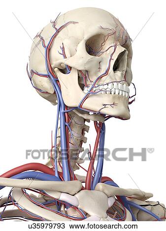 Drawing - Vascular system, artwork. Fotosearch