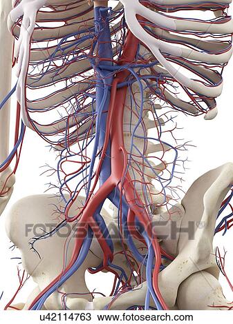 Drawing - Vascular system, artwork. Fotosearch