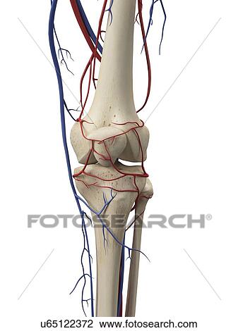 Vascular system, artwork View Large Illustration Drawing - Vascular system, artwork. Fotosearch