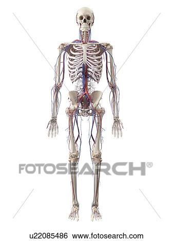 Stock Illustration - Vascular system, artwork. Fotosearch