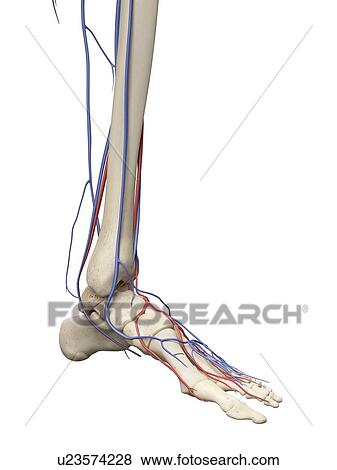 Vascular system, artwork View Large Illustration Stock Illustration - Vascular system, artwork. Fotosearch