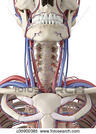 Stock Illustration - Vascular system, artwork. Fotosearch