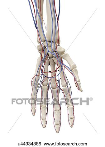 Stock Illustration - Vascular system, artwork. Fotosearch