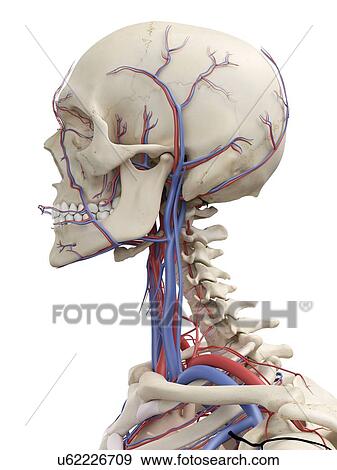 Stock Illustration - Vascular system, artwork. Fotosearch