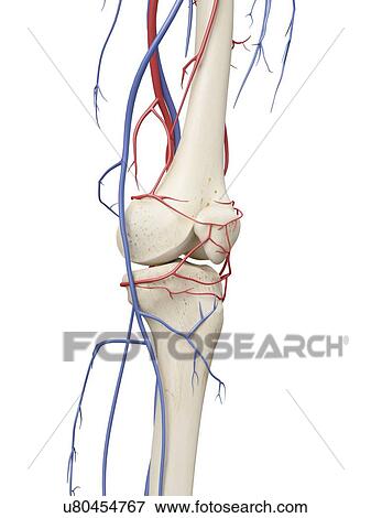 Stock Illustration - Vascular system, artwork. Fotosearch