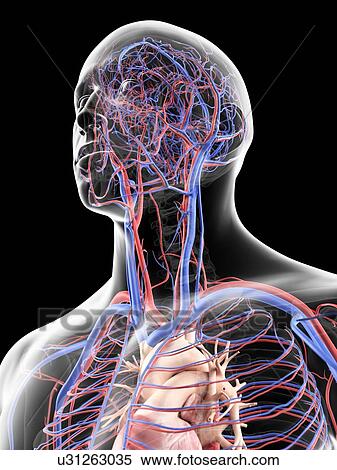 Vascular system in head, artwork View Large Illustration Stock Illustration - Vascular system in head, artwork. Fotosearch