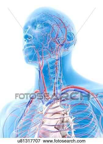 Stock Illustration - Vascular system in head, artwork. Fotosearch