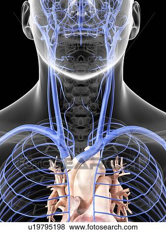 Stock Illustration - Veins in neck, artwork. Fotosearch