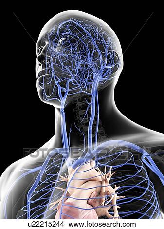 Stock Illustration - Veins in the head, artwork. Fotosearch