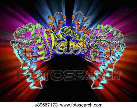 Drawing - 3-hydroxyacyl-CoA dehydrogenase. Fotosearch