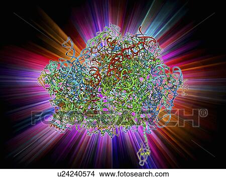 Stock Illustration - 70S ribosome, molecular model. Fotosearch